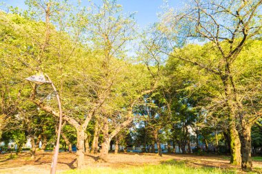 Tokyo, Japonya 'da gün batımında Ueno halk parkı