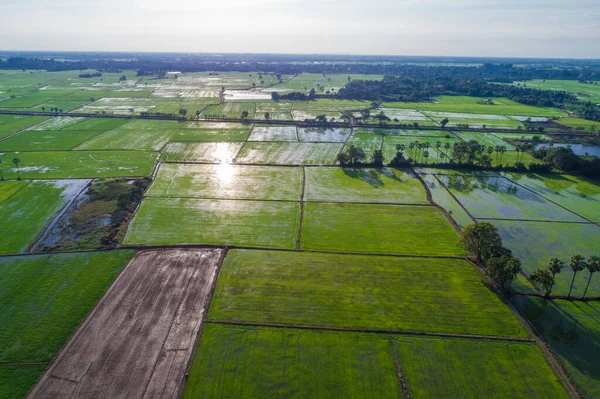 Arroz Plantación Campo Verde Puesta Del Sol Vista Aérea Industria —  Fotos de Stock