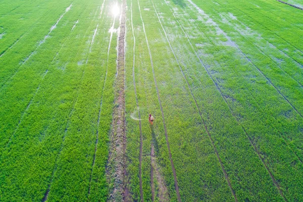 Arroz Plantación Campo Verde Puesta Del Sol Vista Aérea Industria — Foto de Stock