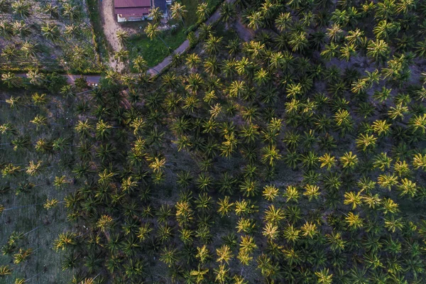 Kokospalmplantage Med Utsikt Över Landsvägen Jordbruksindustri — Stockfoto