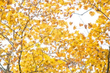 Renkli sarı sonbahar ağacı Tokyo Japonya 'da arkaplan bırakır