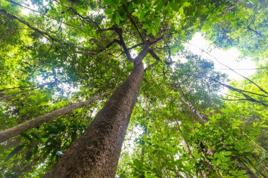 Tropikal yağmur ormanı yeşil ağaç güneşli gün doğaya bakıyor.