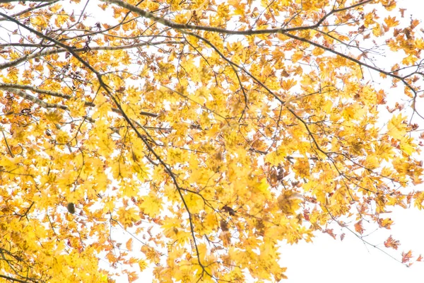 Bunte Gelbe Herbst Baum Blätter Hintergrund Tokio Japan — Stockfoto