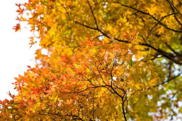 Bunte Gelbe Herbst Baum Blätter Hintergrund Tokio Japan — Stockfoto