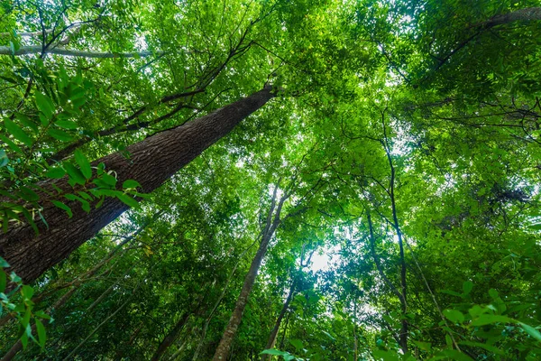 熱帯雨林緑の木晴れた日に自然景観を表示 — ストック写真