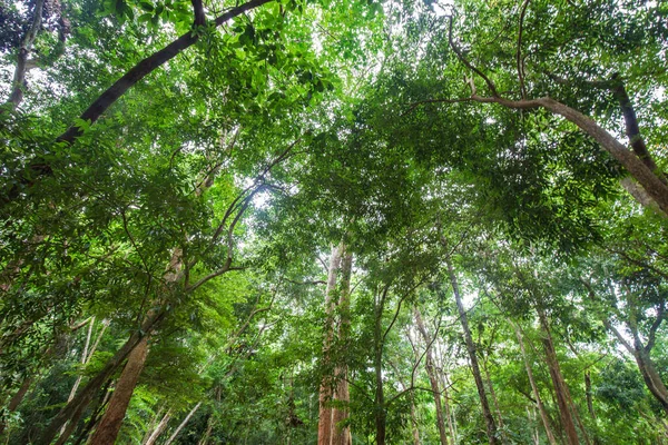 熱帯雨林緑の木晴れた日に自然景観を表示 — ストック写真