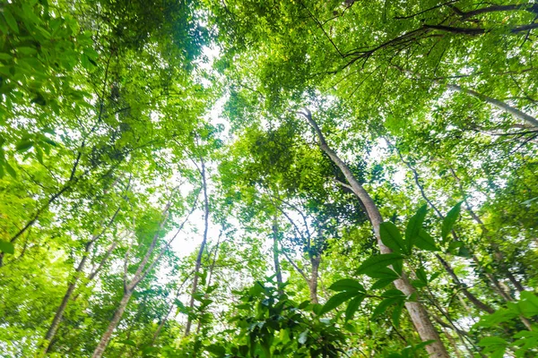 Тропические Тропические Леса Зеленое Дерево Солнечный День Восстания Вид Природу — стоковое фото