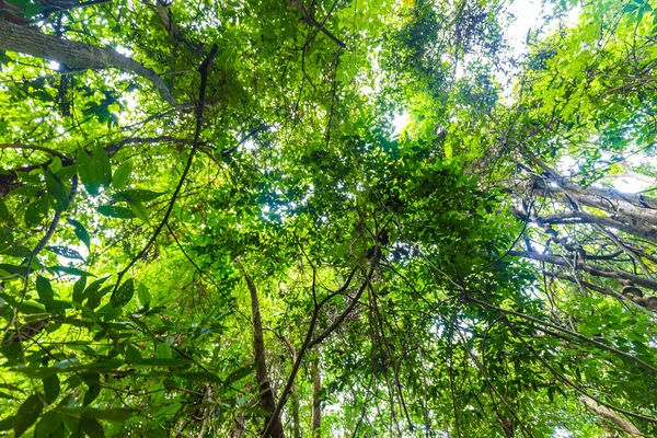 Foresta Pluviale Tropicale Albero Verde Giornata Sole Uprisen Vista Natura — Foto Stock