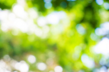 Bulanık yeşil ağaç yaprağı. Güneş ışığı arka planında.