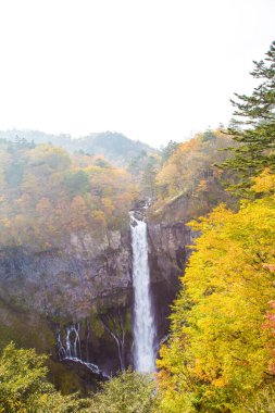 Sonbahar sezonunda renkli sonbahar ağacı ormanları olan Kegon Şelaleleri, Nikko, Japonya