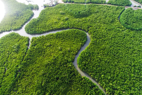 Tropical mangrove green forest with sea bay sunrise aerial view