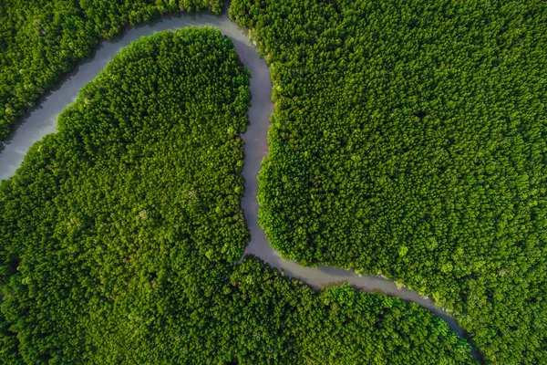 Tropikal Mangrov Yeşil Ormanı Deniz Koyunda Gündoğumu Hava Manzaralı — Stok fotoğraf