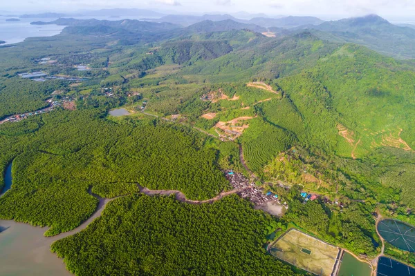 Tropical mangrove green forest with sea bay sunrise aerial view