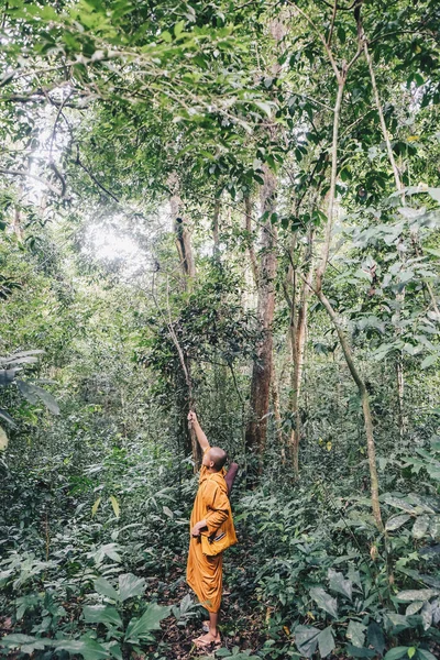 Monk walking meditation in green deep forest, Buddhist monk