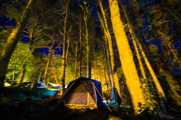 Camping Zelt Kiefernwald Bei Nacht Outdoor Aktivitäten — Stockfoto