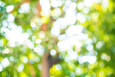 Bulanık yeşil ağaç yaprağı ormanı. Güneş ışınları arka planda.