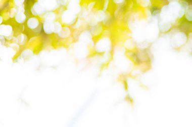 Bulanık yeşil ağaç yaprağı ormanı. Güneş ışınları arka planda.