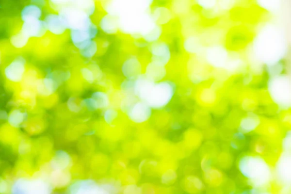 Abstract blurred green tree leaf forest with sun beam nature background