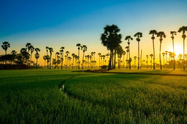 Şeker palmiyeli pirinç tarlası altın güneş doğumu manzaralı doğa manzarası