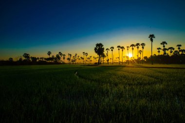 Şeker palmiyeli pirinç tarlası altın güneş doğumu manzaralı doğa manzarası