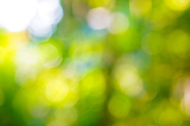 Soyut bulanık bokeh yeşili taze yaprak ağacı. Sabah ışığı olan yaprak, doğa arkaplan