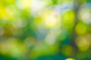 Soyut bulanık bokeh yeşili taze yaprak ağacı. Sabah ışığı olan yaprak, doğa arkaplan