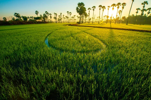 Champ Plantation Riz Avec Palmier Sucre Lever Soleil Doré Matin — Photo