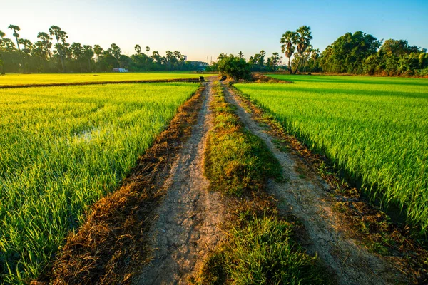 Grüne Reisplantage Feld Sonnenaufgang Morgennebel Paddy Reisfeld — Stockfoto