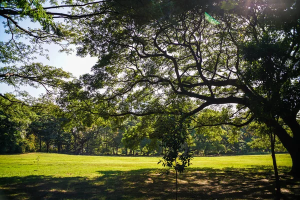 Zelený Strom Les Městském Parku Slunečný Den Světlo Příroda Krajina — Stock fotografie