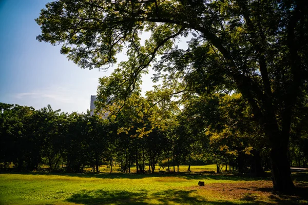 Green tree forest in city park with sunnny day light nature landscape