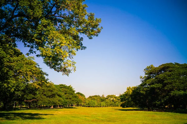 Green Tree Forest City Park Sunnny Day Light Nature Landscape — Stock Photo, Image