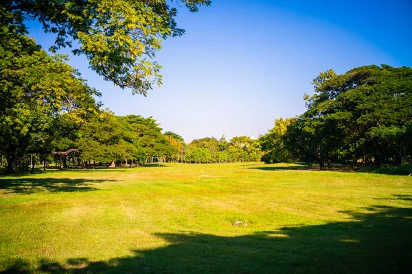 Green tree forest in city park with sunnny day light nature landscape