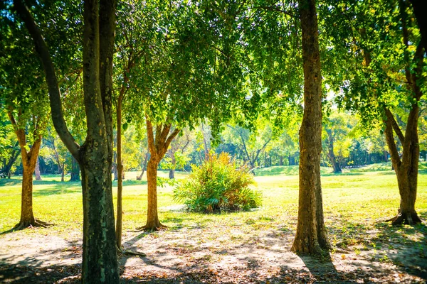 Forêt Arbres Verts Dans Parc Ville Avec Lumière Jour Ensoleillée — Photo