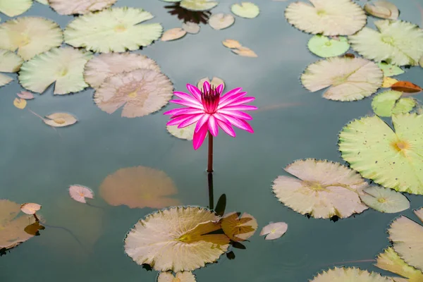 Kwiat Lotosu Lilii Wodnej Zielonym Liściem Drzewa Parku Odkrytym Staw — Zdjęcie stockowe