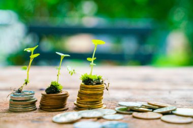 Bulanık yeşil arka plan iş konseptiyle büyüyen küçük bir bitki ağacı olan sikke