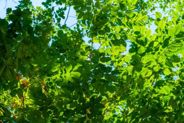 Güneş ışığına karşı Burma Padauk 'un yeşil ağaç yaprağı, Pterocarpus indicus ağaç yaprağı