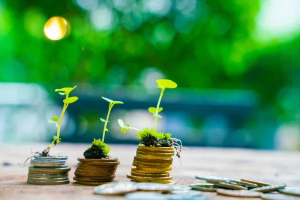 Coin with small plant tree growth up with blurred green background business concept