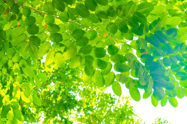 Hoja Verde Flora Arbórea Birmania Padauk Contra Luz Del Sol —  Fotos de Stock