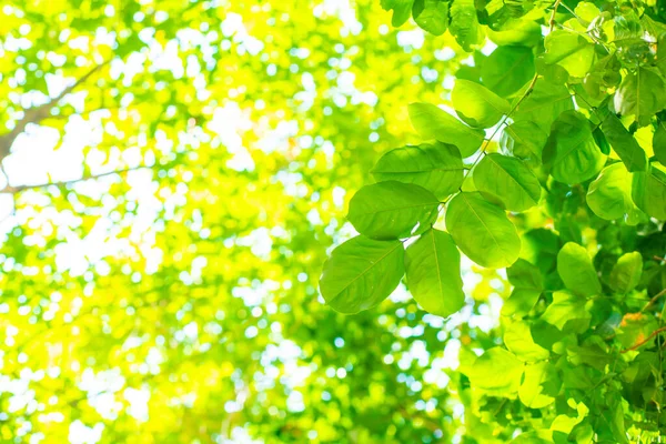 원생식물 광선을 거스르는 코퍼스 로쿠스 나뭇잎을 나타낸다 — 스톡 사진