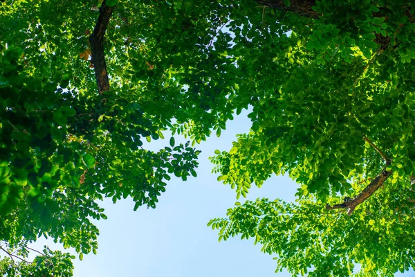 Hoja Verde Flora Arbórea Birmania Padauk Contra Luz Del Sol —  Fotos de Stock