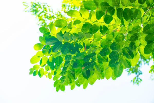 Hoja Verde Flora Arbórea Birmania Padauk Contra Luz Del Sol — Foto de Stock