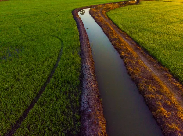 Green Paddy Rice Plantation Field Sunrise Scene Agricultural Industry Aerial — Stock Photo, Image