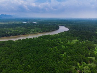 Yeşil mangrov tropikal yağmur ormanları hava manzaralı çevre konsepti