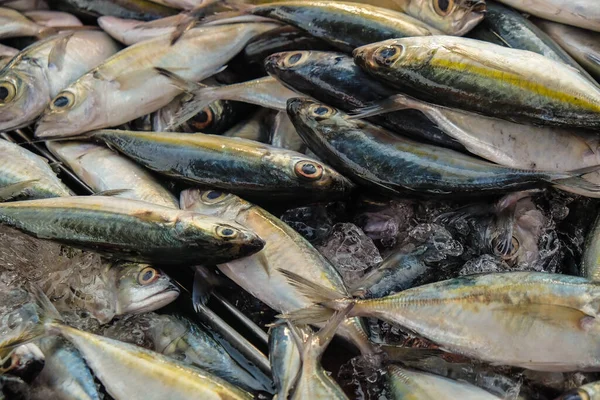 Свіжий Рибний Фон Тунця Продається Ринку Морепродуктів Рибна Промисловість — стокове фото