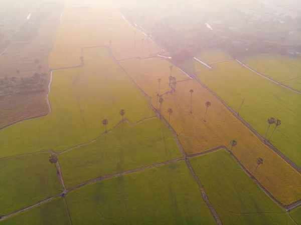 Zöld Hántolatlan Rizs Mező Napkelte Reggeli Fény Légi Kilátás Mezőgazdasági — Stock Fotó