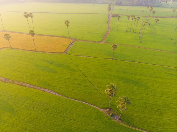 Paddy Vert Rizière Lever Soleil Matin Lumière Vue Aérienne Industrie — Photo