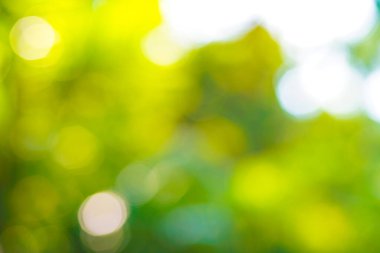 Bulanık bokeh yeşili. Ağaç yaprağı ormanı güneş ışığı sabah ekolojisi arkaplanı