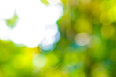 Bulanık bokeh yeşili. Ağaç yaprağı ormanı güneş ışığı sabah ekolojisi arkaplanı