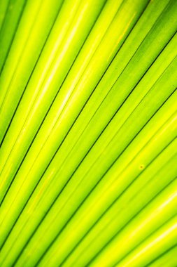 Yeşil palmiye yaprağı, tropikal ormanı kaplar.