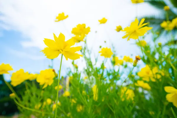 Żółty Ogród Botaniczny Przeciwko Błękitne Niebo Chmura Natura Tło — Zdjęcie stockowe